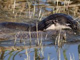otter met groot vis  Cape Clawless otter with big fish : frieda